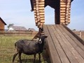 Фото компании ООО Агродеревня "Степаново городище" 6