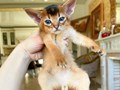 Абиссинский котик в питомнике Звездный Пантеон