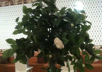 Фото компании  Комильфо 1