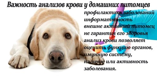 Фото компании ООО Белый Бим 11