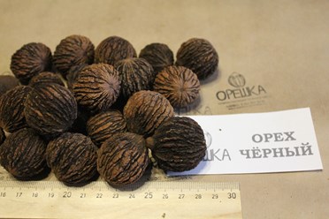 Фото компании ИП Орешка Питомник 5