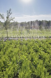 Только солнце, вода и ручной труд! Выращиваем спаржу без ГМО!