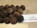 Фото компании ИП Орешка Питомник 5