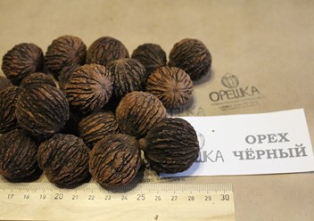 Фото компании ИП Орешка Питомник 5