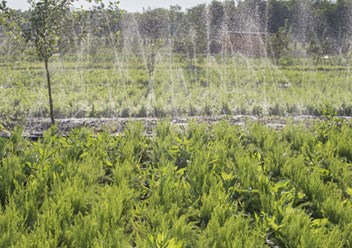 Только солнце, вода и ручной труд! Выращиваем спаржу без ГМО!