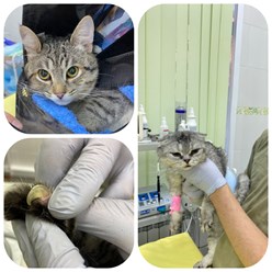 Фото компании ООО Кабинет ветеринарной медицины 27