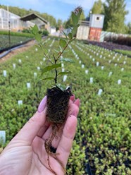 Укорененные черенки в кассетах