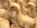 Фото компании  Продажа - птиц 2