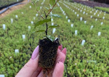 Укорененные черенки в кассетах