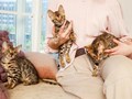 Бенгальские котята в питомнике Звездный Пантеон