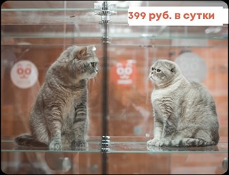 Фото компании ИП BookingCat 1