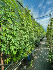 Виноград девичий на шпалере