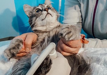 УЗИ животным