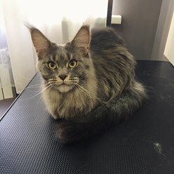 Груминг мейн-куна