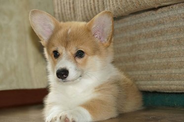 Вельш-корги-пемброк
veo-corgi.okis.ru