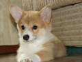 Вельш-корги-пемброк
veo-corgi.okis.ru