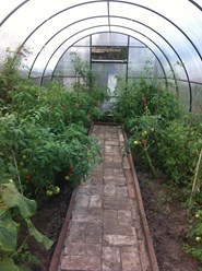 Теплица сварная ( вид изнутри)