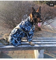 Фото компании Самозанятый Пес в пальто 102