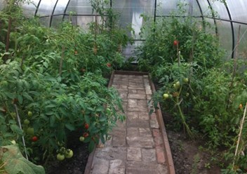 Теплица сварная ( вид изнутри)