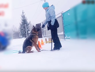 Фото компании  Дрессировка собак Электросталь Ногинск DOGSCHOOL_STAL 2