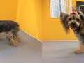 Фото компании ООО Зоосалон "Хвостик" 3