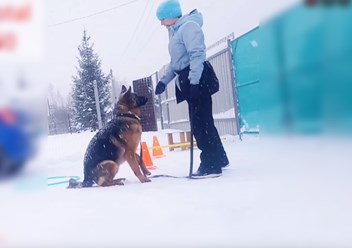 Фото компании  Дрессировка собак Электросталь Ногинск DOGSCHOOL_STAL 2