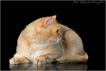 Фото компании ИП Питомник шотландских кошек 23