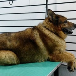 Фото компании  Зооцирюльня ГрумЛюкс 9