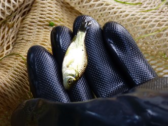 Малек карася