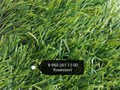 Искусственная трава арт 40 Sport 12000, купить 8-960-261-11-00