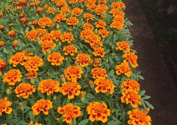 Фото компании  Питомник растений "Зайцево" 3