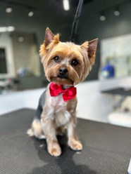 Фото компании ООО Марио Груминг 9