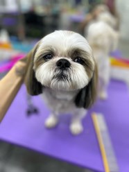 Фото компании ООО Марио Груминг 20