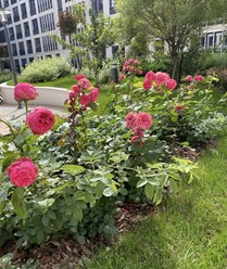 Фото компании  "Заботливый садовник" 2