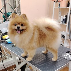 Фото компании ООО Хвосты в тренде 1