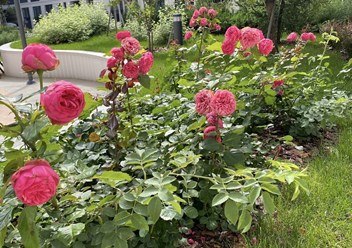 Фото компании  "Заботливый садовник" 2