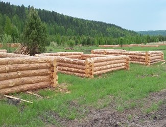 Срубы изготавливаем прямо на делянке