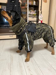 Фото компании Самозанятый Пес в пальто 97