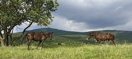 Байдарская долина
