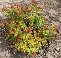 Фото компании ИП Садовый центр "Green Town" 11