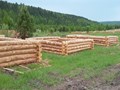 Срубы изготавливаем прямо на делянке