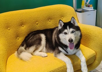 Фото компании  Зоосалон PekkerGroom 3