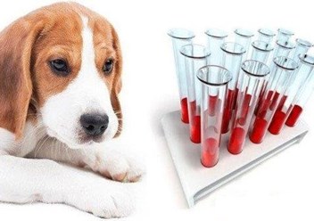 Лабораторная диагностика