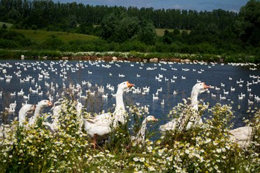 Фото компании кфх «Бирская птица» 2