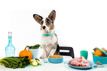 Фото компании  Pet Diet  1