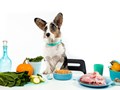 Фото компании  Pet Diet  1