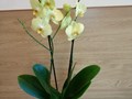 Фото компании  Мир Орхидей 3