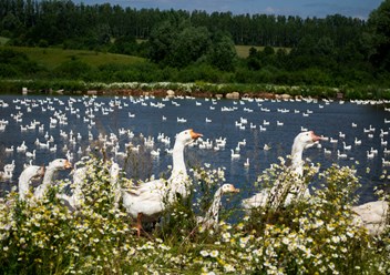 Фото компании кфх «Бирская птица» 2
