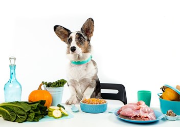 Фото компании  Pet Diet  1