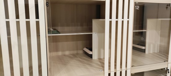 Номера категории Стандарт для кошек